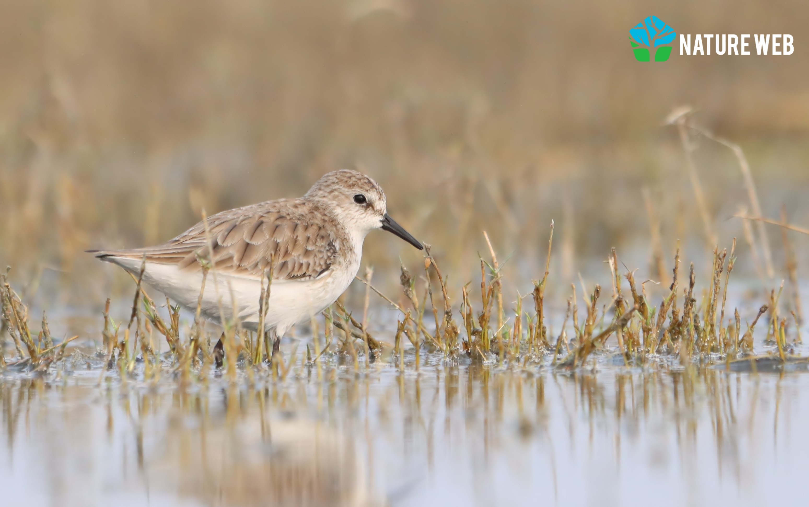 Little Stint